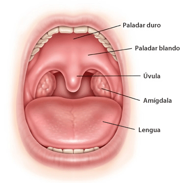 Paladar hendido